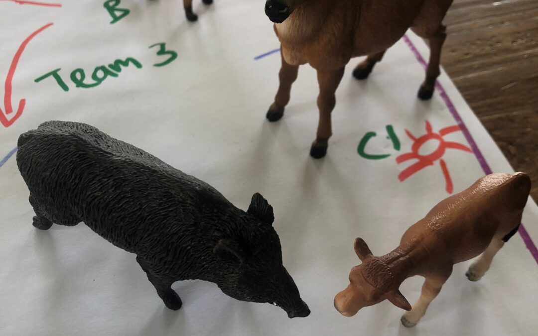 Warum meine Arbeit mit Tieren nichts mit Tierbeobachtung auf dem Maiensäss zu tun hat.